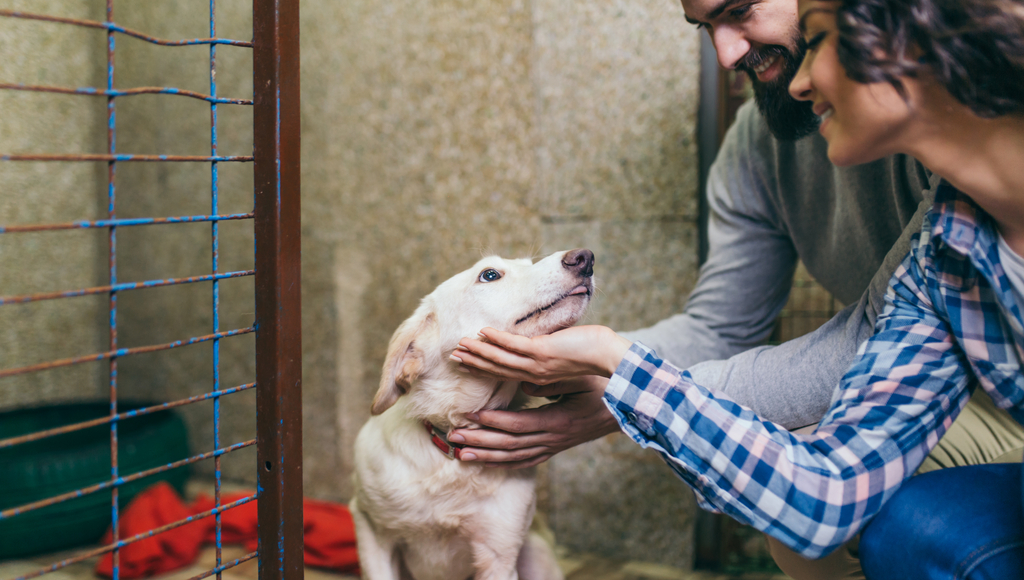 What To Expect When Adopting A Shelter Pet